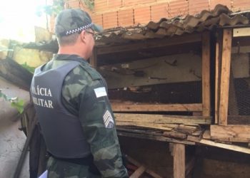 Pássaros silvestres mantidos em cativeiro são recolhidos pelo BPMA