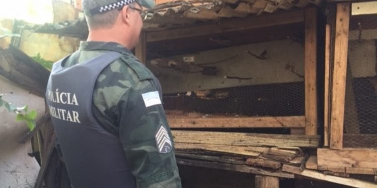 Pássaros silvestres mantidos em cativeiro são recolhidos pelo BPMA 1 Pássaros silvestres mantidos em cativeiro são recolhidos pelo BPMA