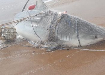 Pescadores de Regência capturam tubarão gigante de 540 quilos