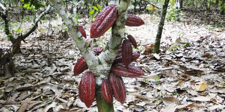 Fundação Renova aproveita pandemia para ignorar produtores rurais impactados pela lama de minério