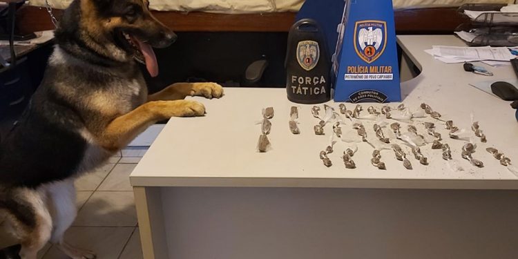 Como são treinados os cães policiais?