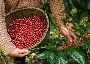 Sicoob ES tem expectativa de liberar R$ 200 milhões para produtores de café