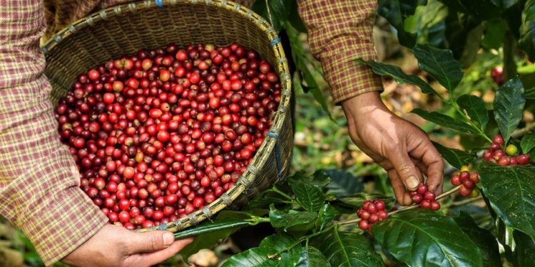 Sicoob ES tem expectativa de liberar R$ 200 milhões para produtores de café 1 Sicoob ES tem expectativa de liberar R$ 200 milhões para produtores de café