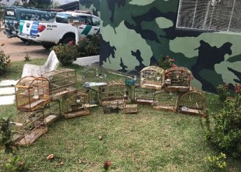 PMA recolhe redes de pesca e apreende pássaros silvestres em cativeiro no Norte do ES