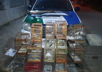 BPMA apreende armas e recolhe animais silvestres em Água Doce do Norte