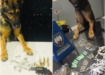 K9 Pandora ajuda policiais apreenderem armas de fogo e drogas em Aracruz