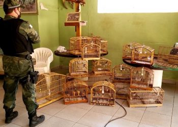 BPMA apreende pássaros em cativeiro em Ibatiba 3 BPMA apreende pássaros em cativeiro em Ibatiba