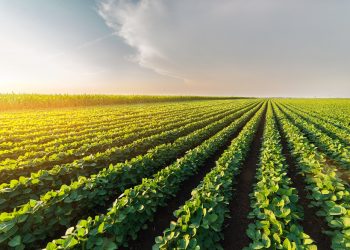 Área agrícola tratada com defensivos cresce 7% no 1º trimestre de 2021, aponta Sindiveg