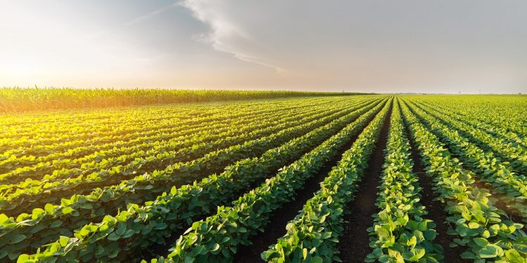 Área agrícola tratada com defensivos cresce 7% no 1º trimestre de 2021, aponta Sindiveg