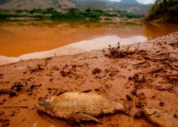 Produtores rurais amargam também prejuízo moral