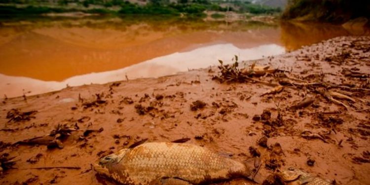 Produtores rurais amargam também prejuízo moral 1 Produtores rurais amargam também prejuízo moral