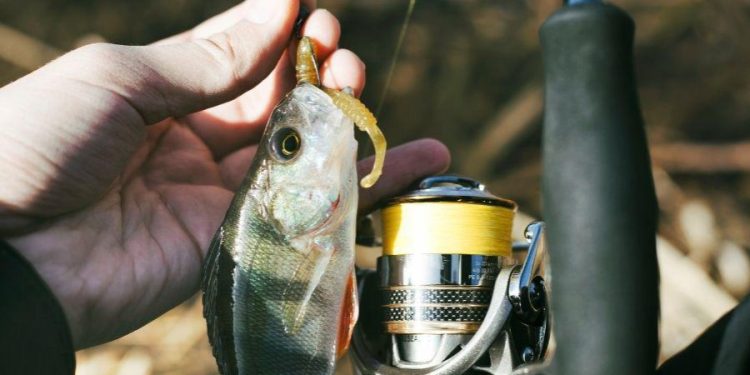 IV Taça Cidade de Vila Velha de Pesca reunirá 100 pescadores 1 IV Taça Cidade de Vila Velha de Pesca reunirá 100 pescadores