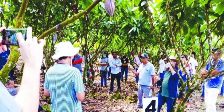 Linhares participa de missão técnica sobre produção de cacau na Bahia 1 Linhares participa de missão técnica sobre produção de cacau na Bahia