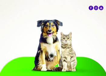 São Roque abre agendamento para castração de animais