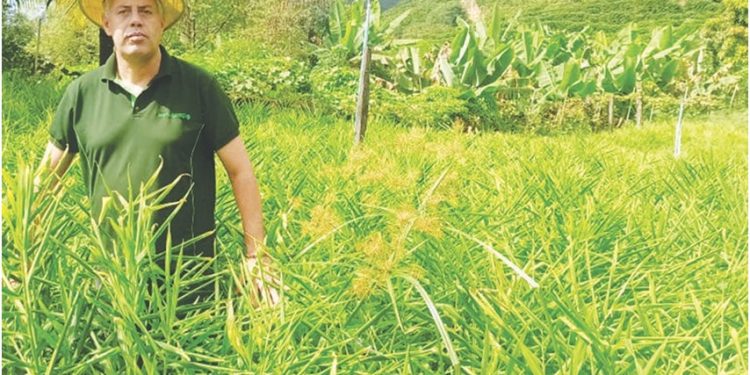 Apesar do conflito na Europa produção agropecuária brasileira deverá bater recorde em 2022 1 Apesar do conflito na Europa produção agropecuária brasileira deverá bater recorde em 2022