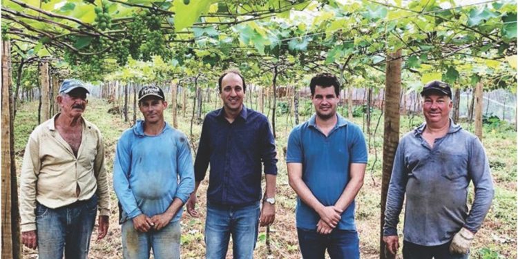 Colheita da uva se prepara para segunda safra
