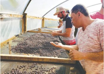 Comissão faz visita em terreiros suspensos para secagem de café em Afonso Cláudio