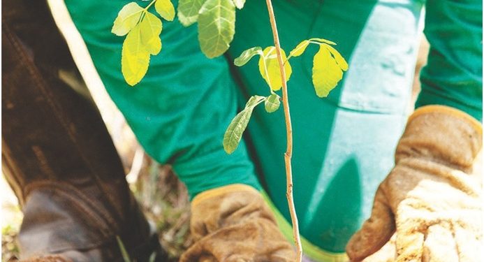 Famílias do ES vão receber apoio para desenvolver ações de restauração florestal 1 Famílias do ES vão receber apoio para desenvolver ações de restauração florestal