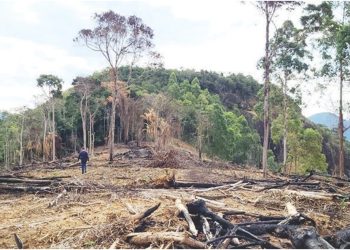 Idaf identifica desmatamento em Reserva Legal em Rio Bananal