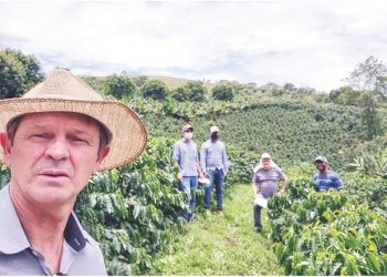Pesquisa desenvolve projeto de seleção de café arábica