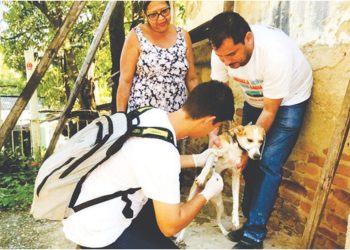 Vigilância inicia inquérito canino em bairros de Baixo Guandu
