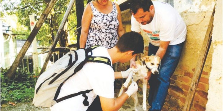 Vigilância inicia inquérito canino em bairros de Baixo Guandu 1 Vigilância inicia inquérito canino em bairros de Baixo Guandu