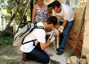 Vigilância inicia inquérito canino em bairros de Baixo Guandu