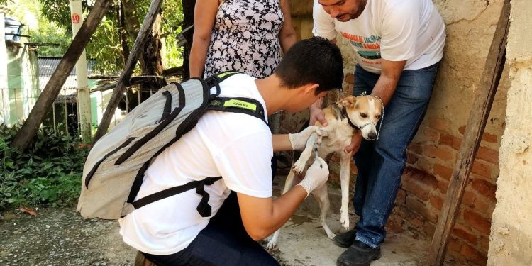 Vigilância inicia inquérito canino em bairros de Baixo Guandu