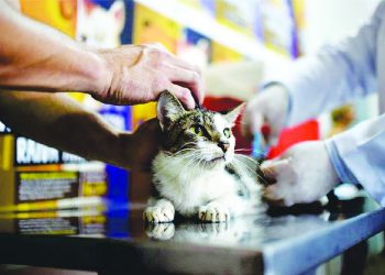 Prefeitura da Serra se prepara para mais um final de semana de vacinação antirrábica.
