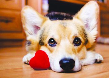 É preciso ficar atento aos sinais de alterações no coração dos cães
