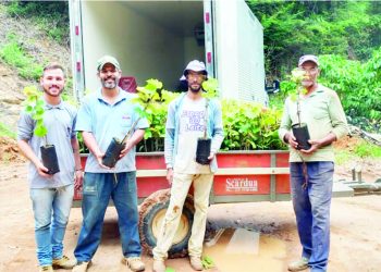 Polo de uva em São Rafael é expandido com entrega de novas mudas