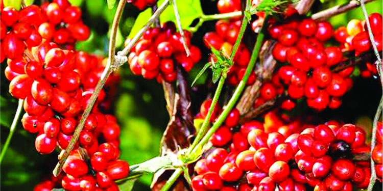 Espírito Santo: colheita do café robusta atinge 95%; nova florada está prevista para setembro, diz Cepea. 1 Espírito Santo: colheita do café robusta atinge 95%; nova florada está prevista para setembro, diz Cepea.