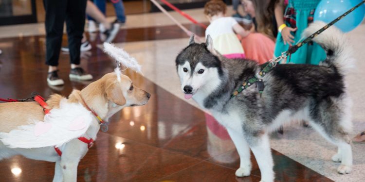 Shopping Vila Velha terá Feira de Adoção Pet