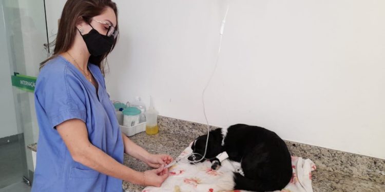 A Prefeitura de Linhares oferece castração gratuita de cães e gatos. Veja como se inscrever